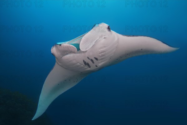 Giant oceanic manta ray