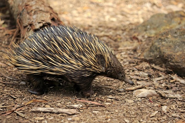 Short-beaked echidna