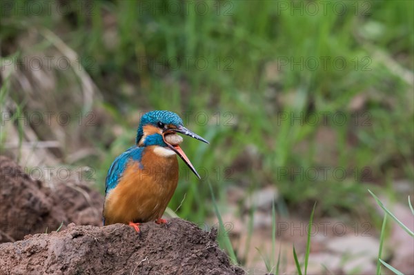 Kingfisher