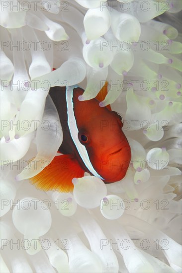 Clark's anemonefish