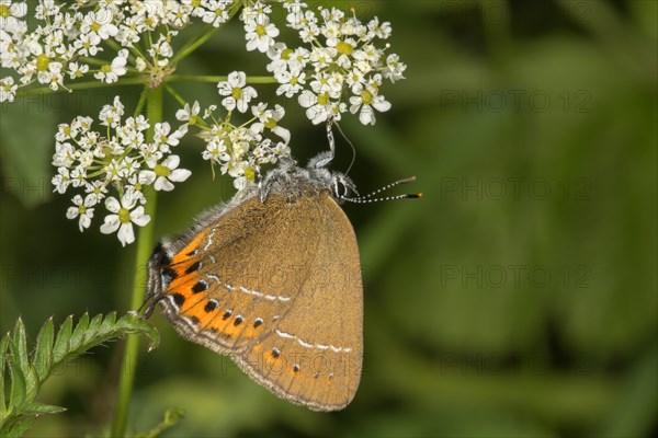 Black hairstreak