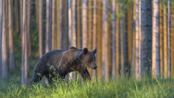 Brown bear