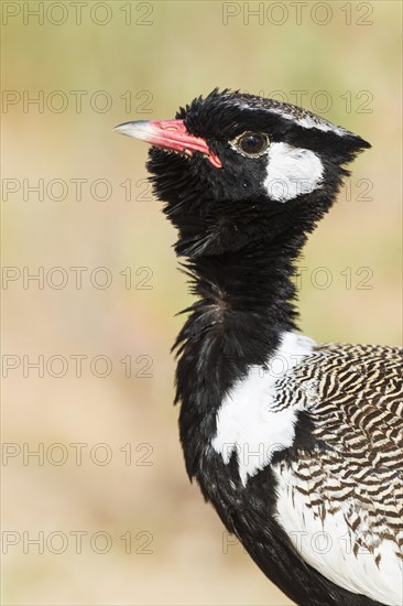 Northern Black Korhaan