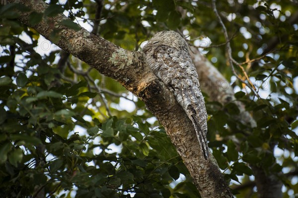 Great potoo