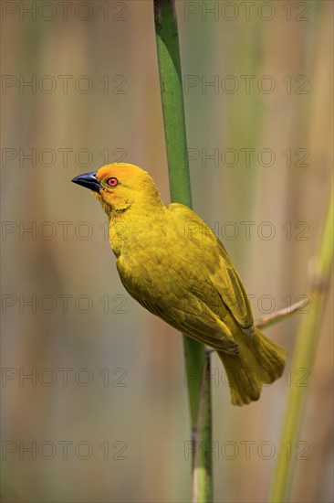 Eastern Golden Weaver