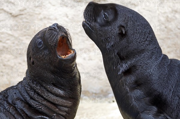 Two South American sea lionn