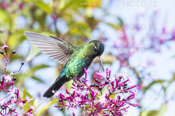 Magnificent Hummingbird