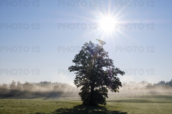 Tree in the back light