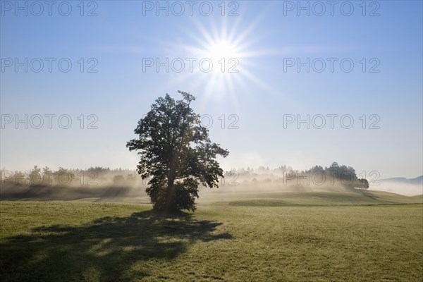 Tree in the back light