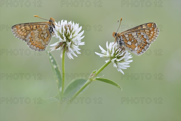 Two Marsh Fritillaries