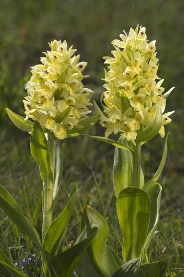 Elder-flowered Orchid