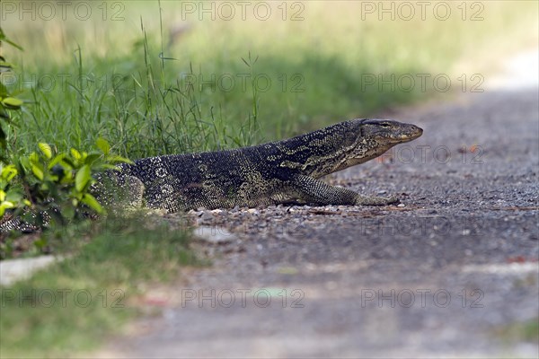 Water monitor