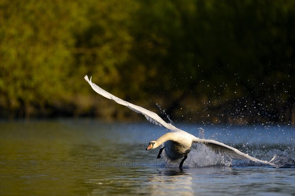 Mute swan