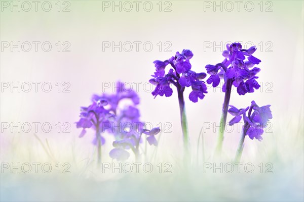 Green-winged orchid