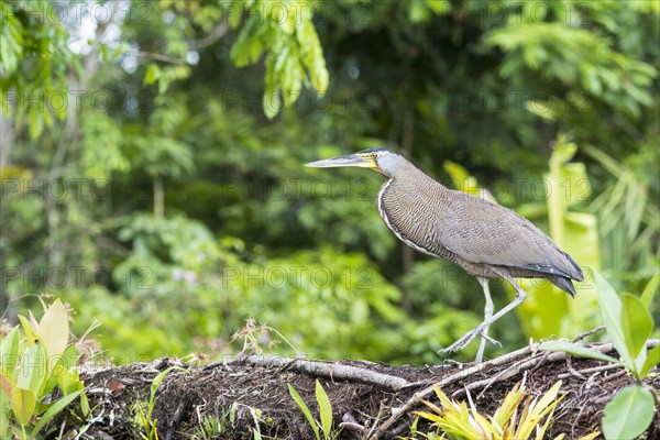 Bare-Throated Tiger Heron