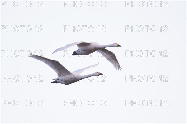 Bewick's swans