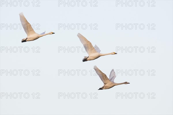 Bewick's swans