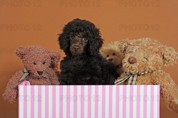 Miniature poodle