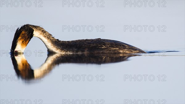Great crested grebe