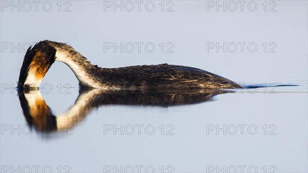 Great crested grebe