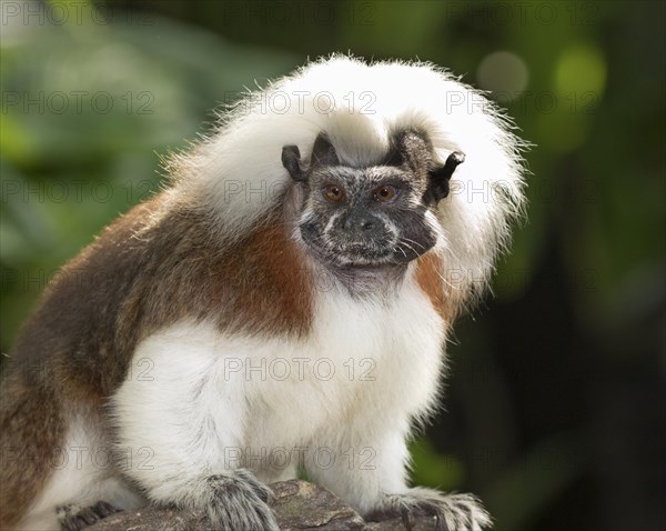 Cotton-top tamarin