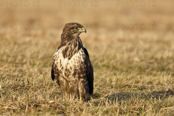 Buzzard