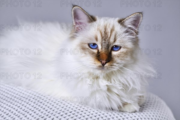 Cat breed Birman