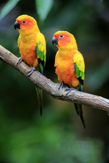 Sun conure