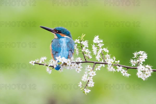 Kingfisher