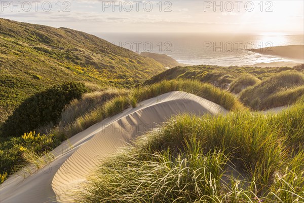 Lush sand dunes