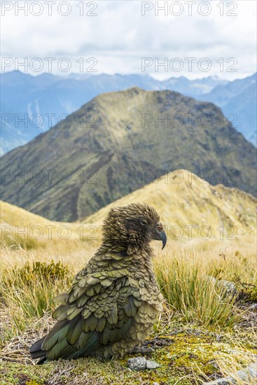 Mountain parrot