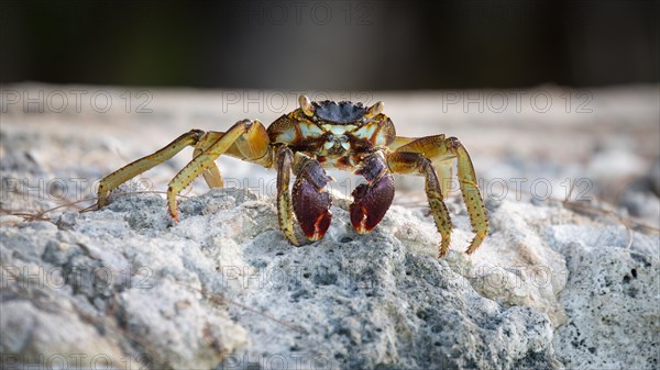 Shore crab