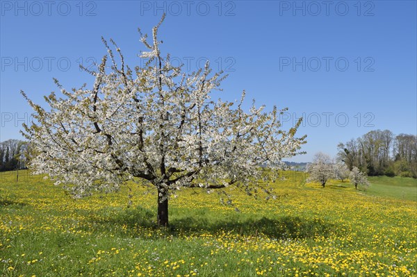 Flowering cherry tree