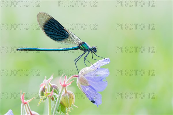 Banded demoiselle