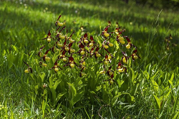 Yellow lady's slipper orchid