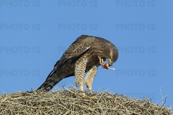 Pale Chanting Goshawk