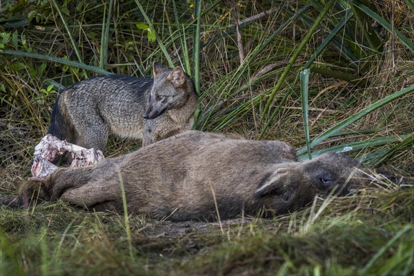 Hoary fox