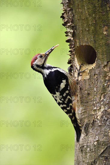 White-backed woodpecker