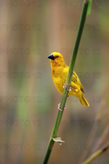 Eastern Golden Weaver