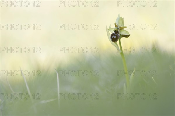 Early Spider Orchid