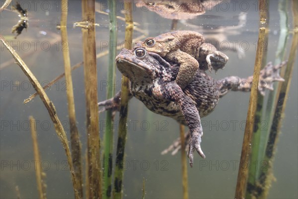 Common toads