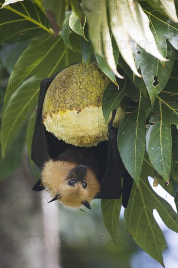 Seychelles flying dog