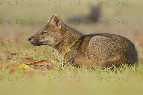 Crab-eating foxes