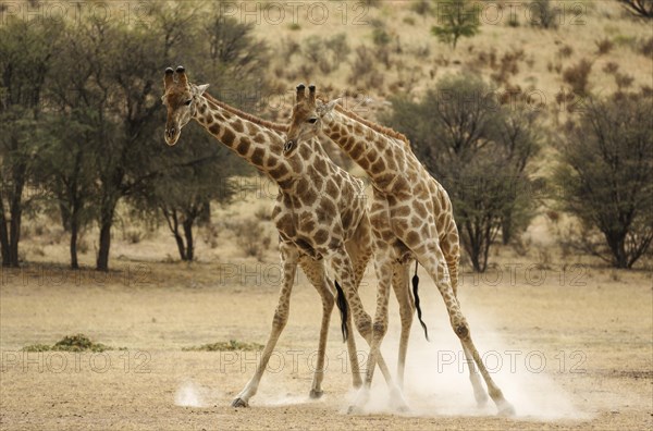 Southern Giraffe