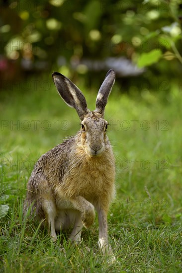 Hare