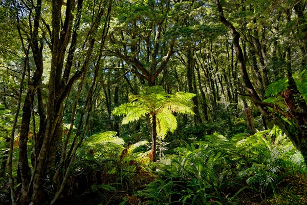 Tree ferns