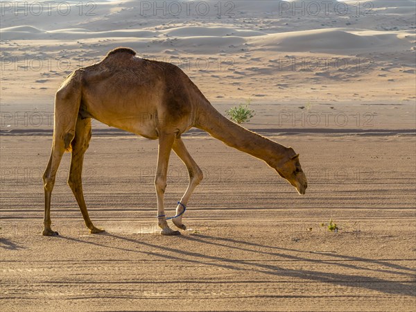 Arabian camel or dromedary