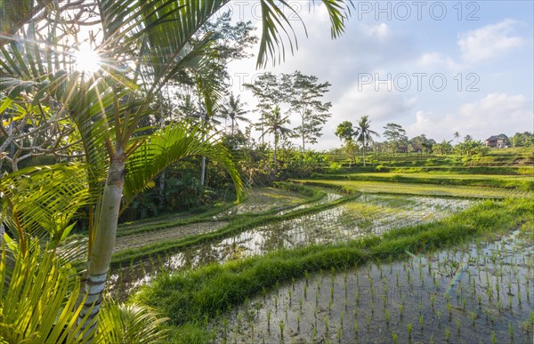 Rice terraces of Jatiluwih