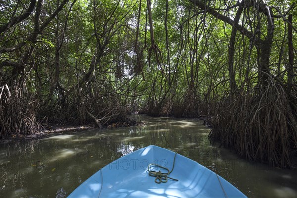 Boat ride through mangrove forest