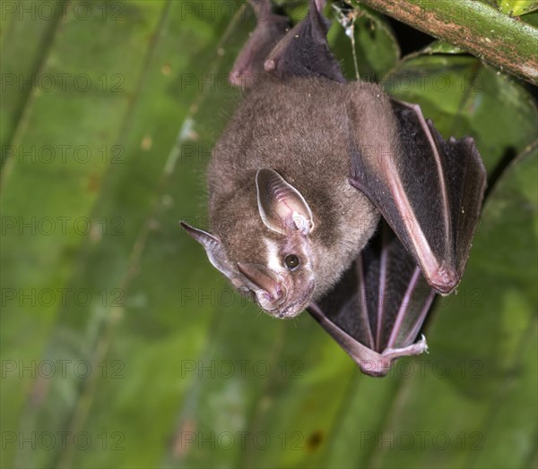 Tent-making bat